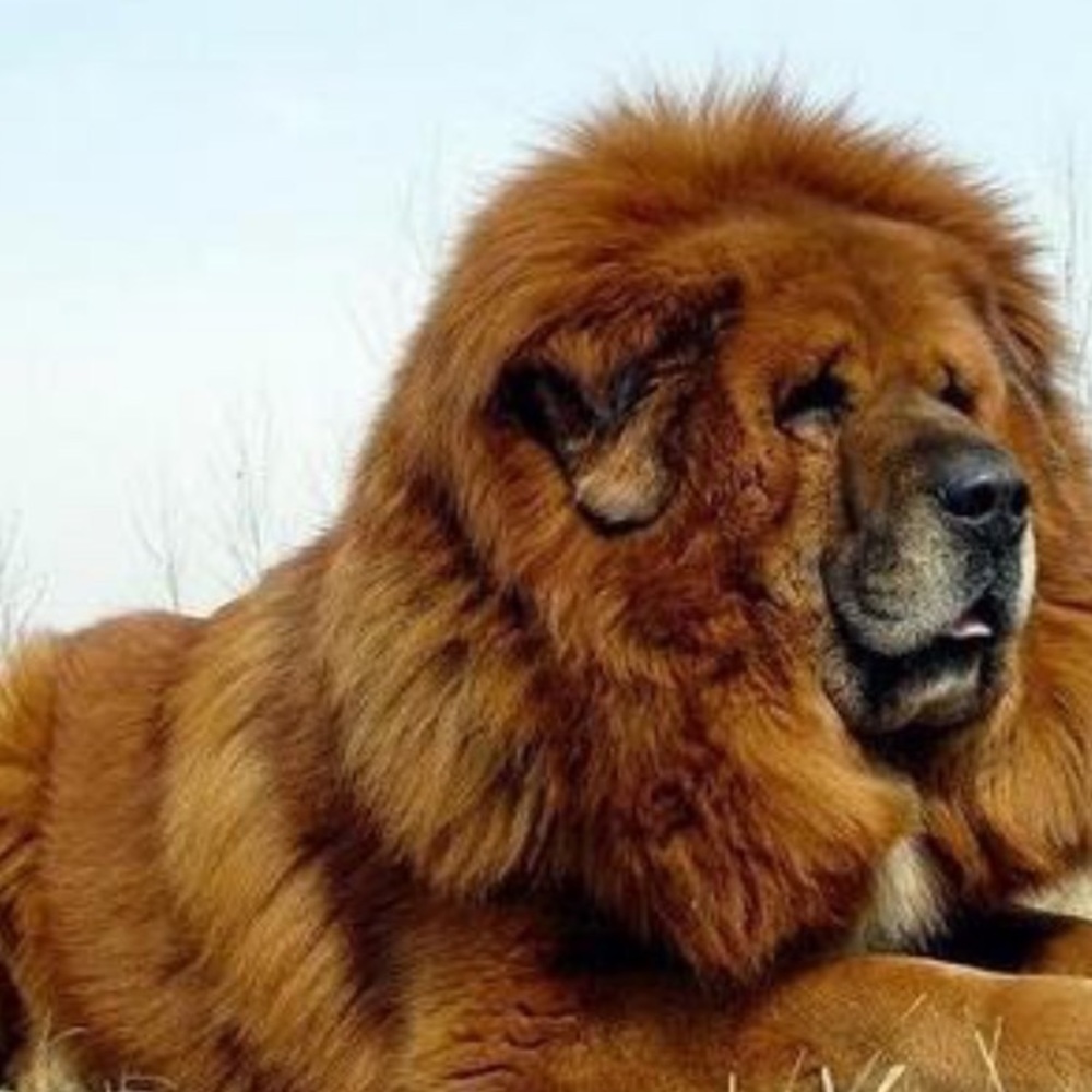 Meet your Posher, Guang